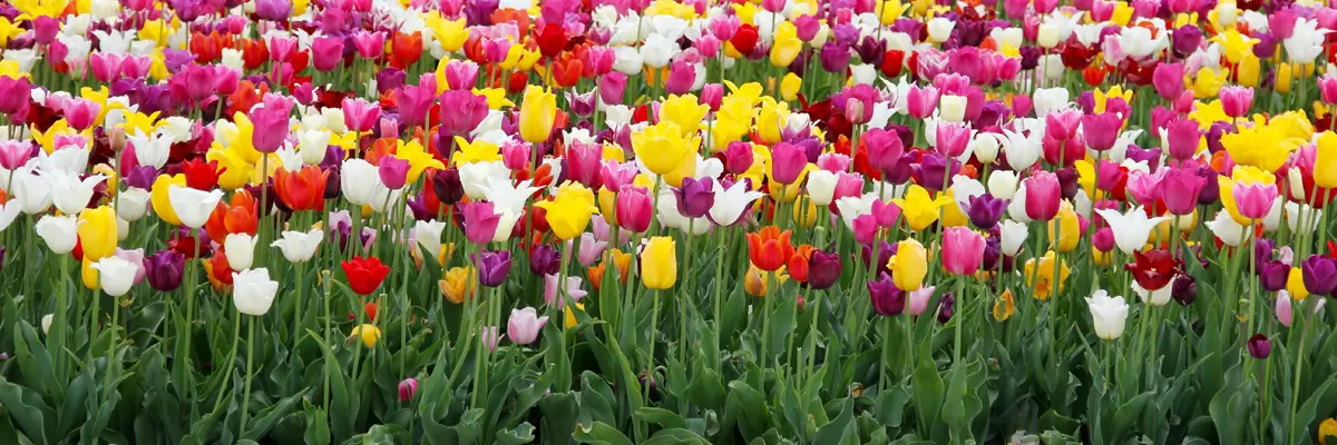 MagicBreaks Chelsea Flower Show carousel banner