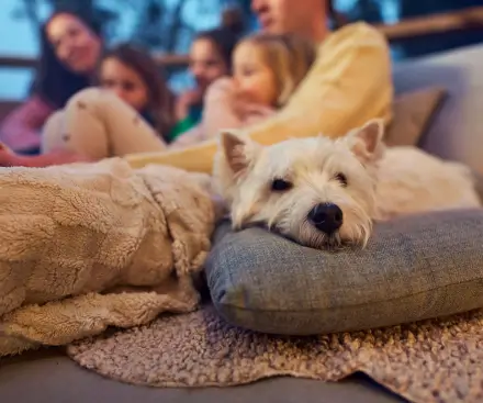 Pet-friendly holidays to Center Parcs Europe
