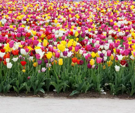 Chelsea Flower Show 2026